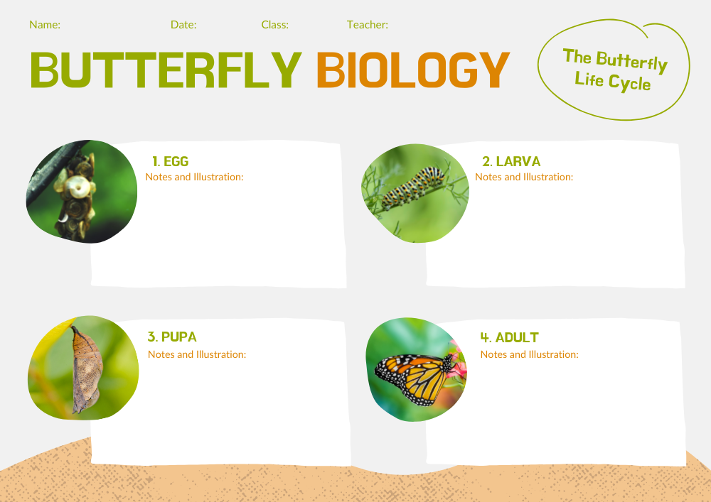 Butterfly cyle of life Poster pdf